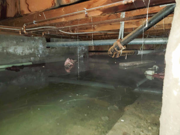Best Mold removal after water damage  in Bellevue, MI