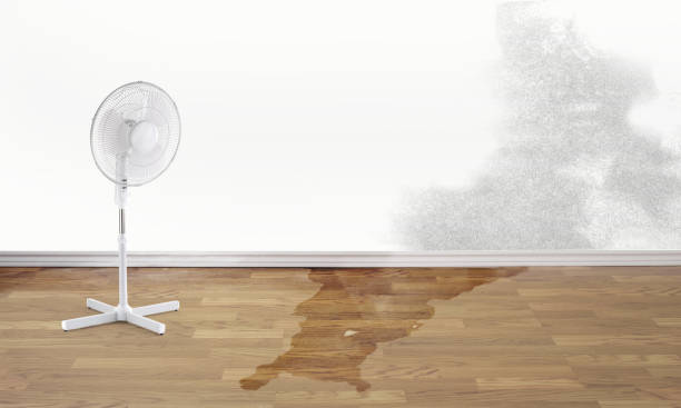 Best Professional water damage repair  in Bellevue, MI